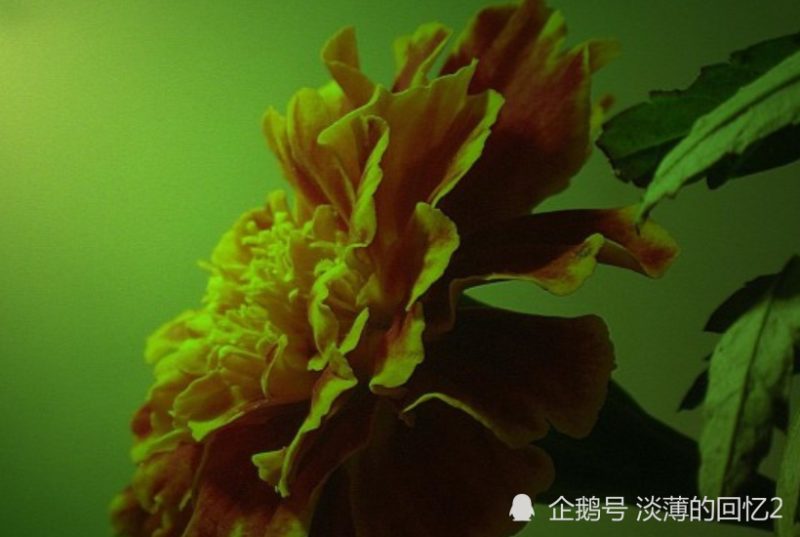 十一月上旬開始，喜事進門，財運大開，吉星高照的生肖
