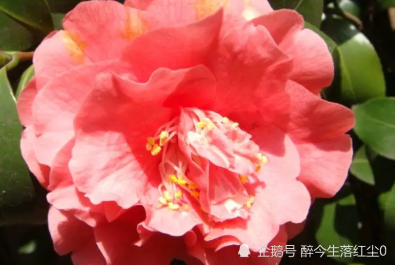 十一月上旬開始，財喜進門，事業不斷晉陞，吉星照耀的生肖