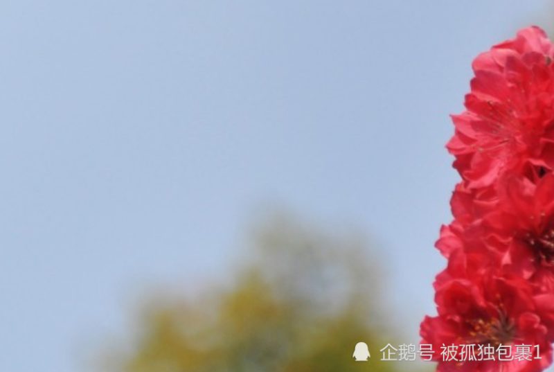 十一月上旬開始，事業旺盛，有錢有勢，喜氣洋洋的生肖